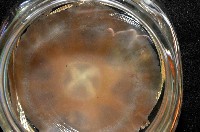 倒立水母(仙后水母)藏品圖，第4張