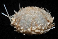 未知種侏儒頭帕(暫譯)藏品圖，第2張
