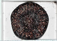蹄棘革海膽藏品圖，第4張