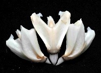 蹄棘革海膽藏品圖，第3張