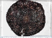 蹄棘革海膽藏品圖，第4張