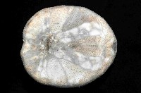 易碎脆心形海膽藏品圖，第4張