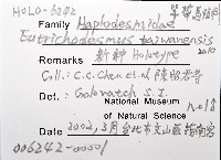 新種單帶馬陸藏品圖，第4張