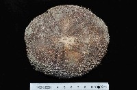 易碎脆心形海膽藏品圖，第1張