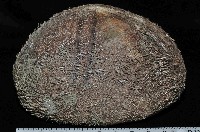 易碎脆心形海膽藏品圖，第2張