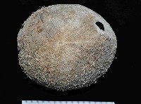 易碎脆心形海膽藏品圖，第1張
