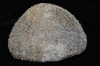 易碎脆心形海膽藏品圖，第2張