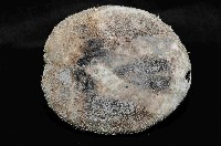 易碎脆心形海膽藏品圖，第4張