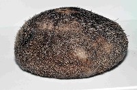 易碎脆心形海膽藏品圖，第3張