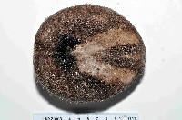 易碎脆心形海膽藏品圖，第4張