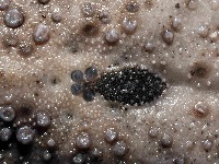 易碎脆心形海膽藏品圖，第2張
