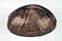 易碎脆心形海膽藏品圖，第3張