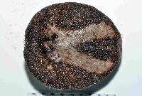 易碎脆心形海膽藏品圖，第4張