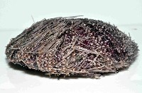 藍紫小肛海膽藏品圖，第3張