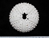 冠刺棘海膽藏品圖，第1張