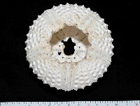 冠刺棘海膽藏品圖，第4張