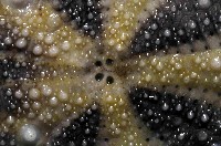 扁仙壺海膽藏品圖，第2張