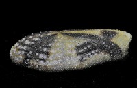 扁仙壺海膽藏品圖，第3張