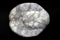 扁仙壺海膽藏品圖，第4張