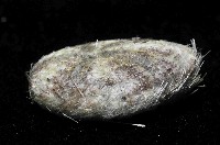 扁仙壺海膽藏品圖，第2張