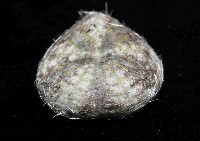 扁仙壺海膽藏品圖，第3張