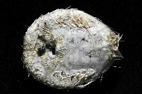 扁仙壺海膽藏品圖，第4張