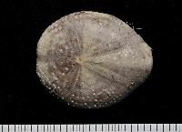 扁仙壺海膽藏品圖，第1張