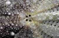 扁仙壺海膽藏品圖，第2張