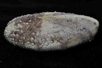 扁仙壺海膽藏品圖，第3張