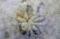 裂邊毛餅海膽藏品圖，第2張