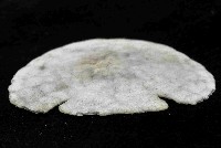 裂邊毛餅海膽藏品圖，第3張
