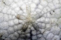 裂邊毛餅海膽藏品圖，第2張