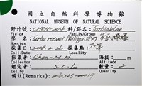 芮氏蠑螺藏品圖，第14張