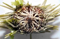 梅氏長海膽藏品圖，第4張