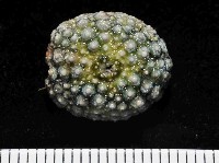 斜長海膽藏品圖，第3張
