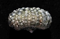 斜長海膽藏品圖，第4張