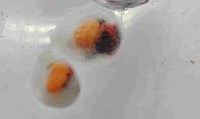 球形水肌螺藏品圖，第3張