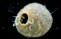 圓錐圍線海綿藏品圖，第3張