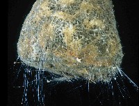 圓錐圍線海綿藏品圖，第4張