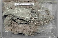 未知種棍棒海綿藏品圖，第1張