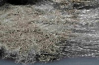 未知種棍棒海綿藏品圖，第2張