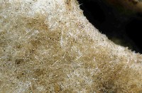 圓錐圍線海綿藏品圖，第2張