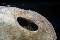 圓錐圍線海綿藏品圖，第3張