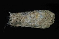 未知種棍棒海綿藏品圖，第1張