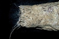 未知種棍棒海綿藏品圖，第2張