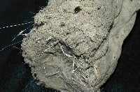 未知種棍棒海綿藏品圖，第3張