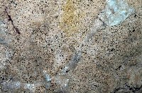 未知種棍棒海綿藏品圖，第4張