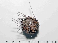 印度近冠海膽藏品圖，第1張