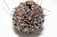 印度近冠海膽藏品圖，第4張