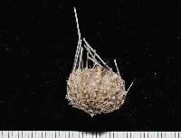 印度近冠海膽藏品圖，第4張